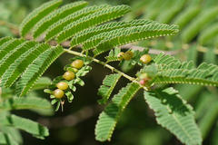 Prosopis juliflora
